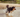 How to keep your dog’s joints healthy - top tips for mobility and joint care