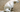 Why does my dog scoot? Causes, prevention, and natural remedies