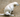 Why does my dog scoot? Causes, prevention, and natural remedies