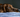 Dog looking sad and anxious - Understanding your dog’s anxiety and how you can help blog