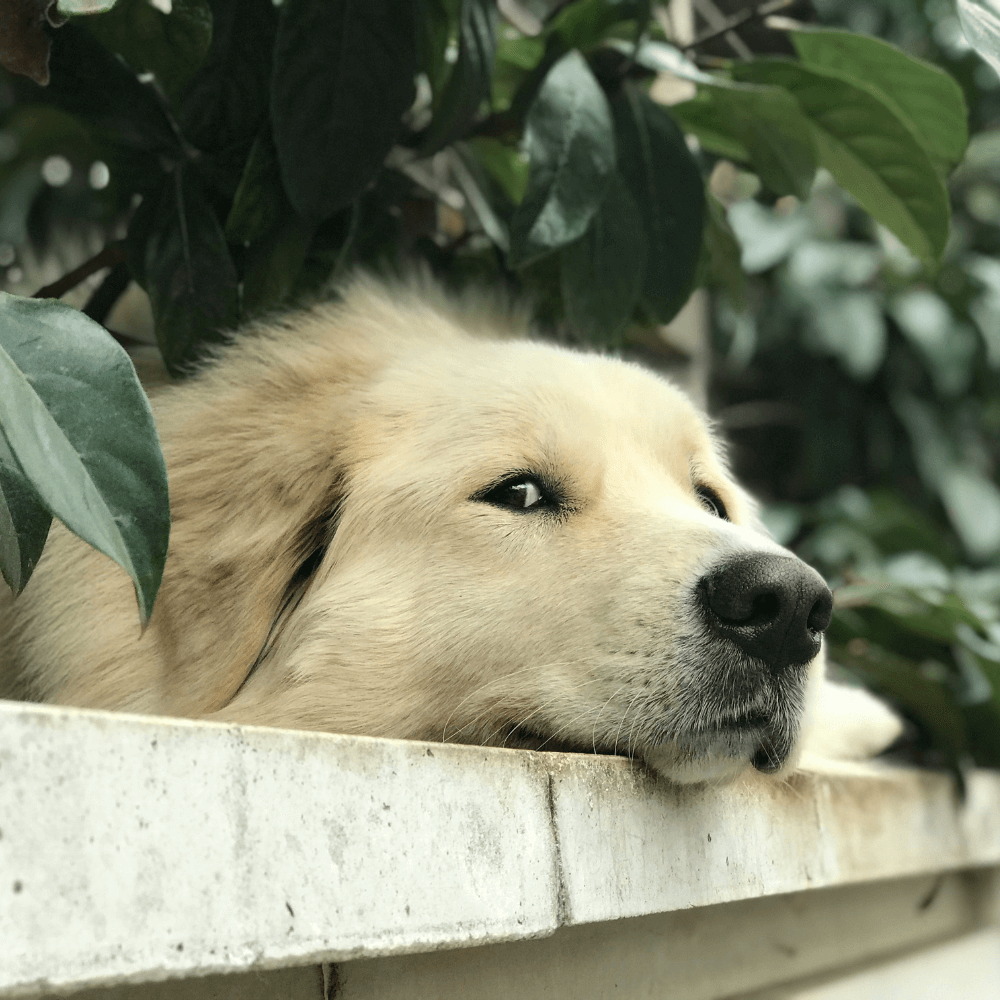 Can dogs have anxiety disorders? Signs, causes & how to help – CliniPaw