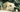 Can dogs have anxiety disorders? Signs, causes & how to help