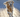 Arthritis in pets: how to spot the signs and keep your pet comfortable