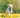Why dogs suddenly act younger in spring (and what it means)