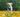 Do dogs need spring supplements? Seasonal health support explained