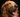 How smelly breath can be a sign your pet needs a check-up