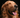 How smelly breath can be a sign your pet needs a check-up