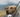 Travelling with dogs UK: Car travel & holiday tips