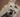 Spring parasites: why flea and tick prevention starts in March