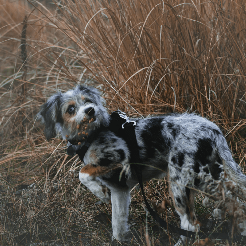 A closer look at Why Eating Grass Is Normal