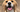 New Year Pet Resolutions: Healthy Habits for a Happier 2025