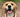 New Year Pet Resolutions: Healthy Habits for a Happier 2025