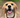 New Year Pet Resolutions: Healthy Habits for a Happier 2025