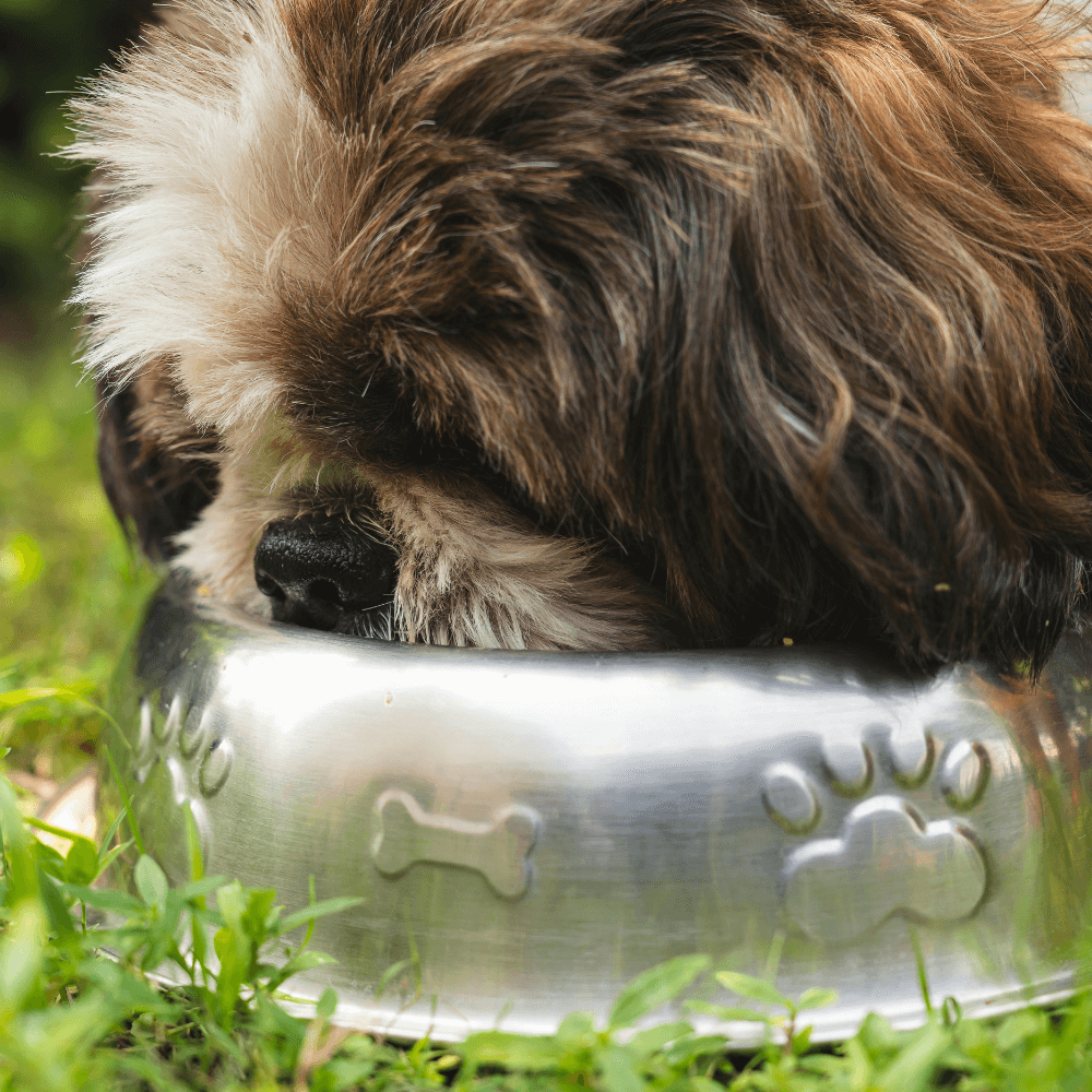 View of A guide to probiotics for dogs – CliniPaw