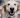 Dog oral health: Tips to prevent bad breath, tartar & gum disease