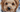 Dog with snow on face - How cold is too cold to walk your dog? blog