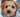 Dog with snow on face - How cold is too cold to walk your dog? blog