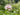 The valerian flower - ingredients