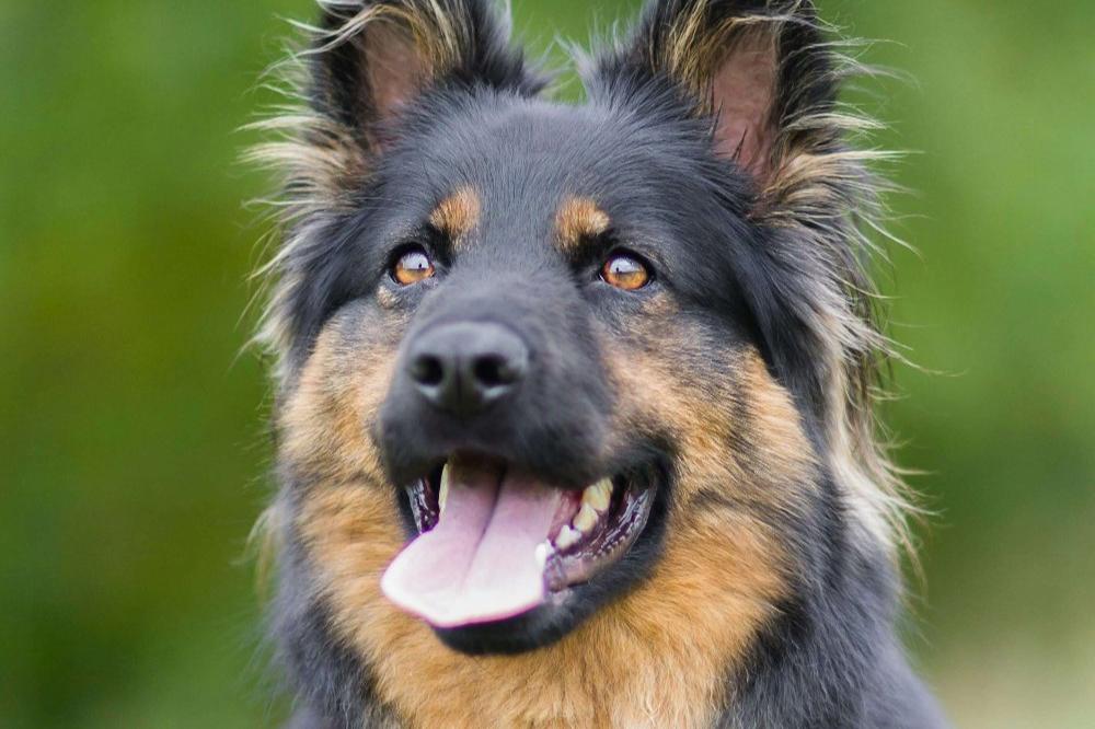 Milo the german shepherd