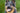 Milo the german shepherd