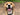 beagle smiling having taken CliniPaw Goat Milk Powder