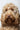 Cockapoo picture for a review