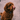 Cockapoo licking lips