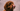 Cockapoo looking happy licking it's lips