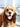 Cocker spaniel review image