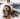 Cockapoo lying on a bed looking happy