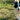 Collie running