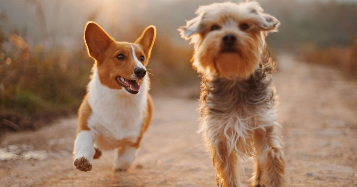 healthy dogs running together
