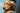 Golden retriever slicking head out f moving car window - looking very happy
