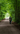 Walking dog in woods review