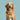 golden retriever with their food bowl