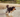 How to keep your dog’s joints healthy - top tips for mobility and joint care