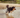 How to keep your dog’s joints healthy - top tips for mobility and joint care