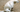 Why does my dog scoot? Causes, prevention, and natural remedies