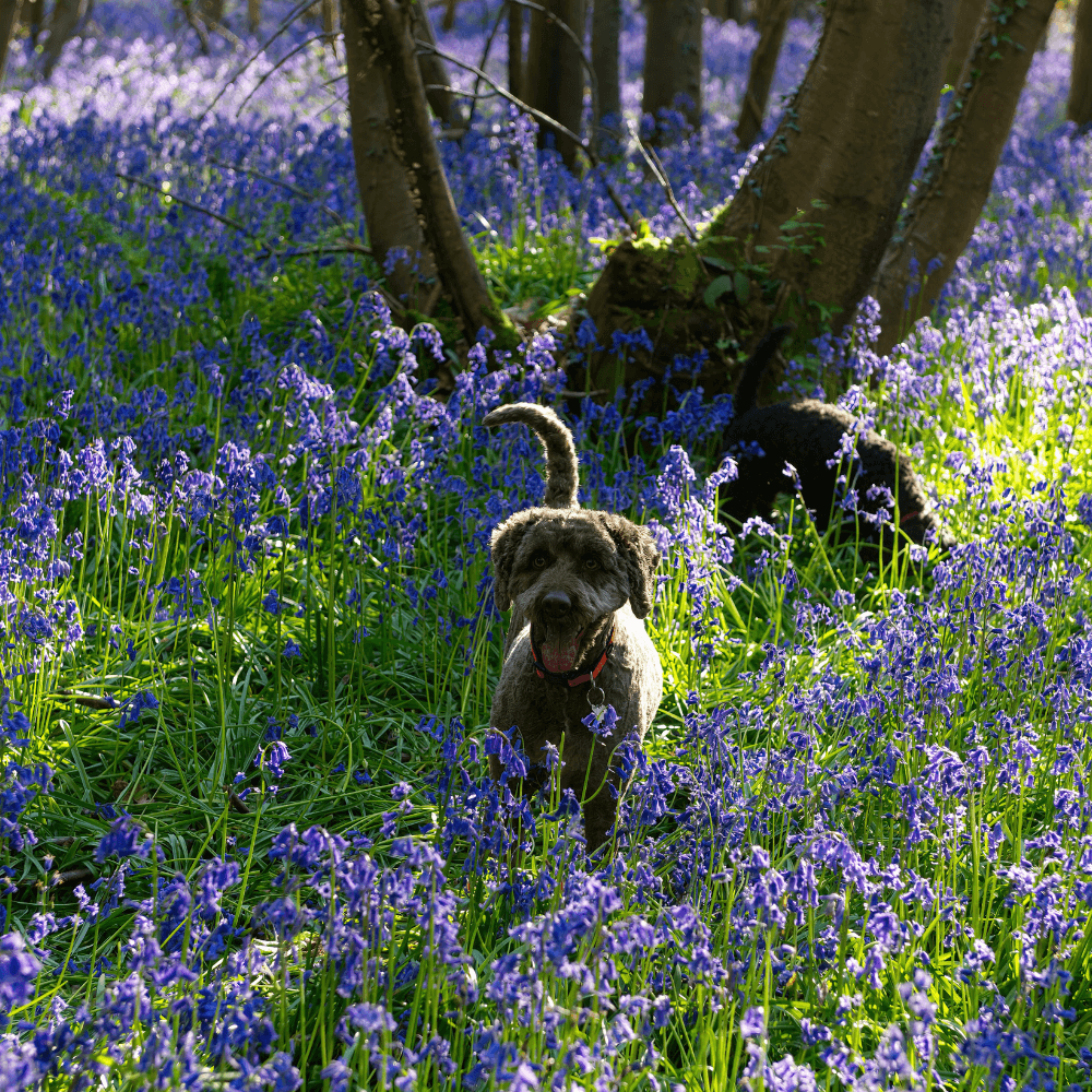 Spring dog care tips UK: allergies, walks & health guide – CliniPaw