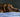 Dog looking sad and anxious - Understanding your dog’s anxiety and how you can help blog