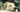 Can dogs have anxiety disorders? Signs, causes & how to help