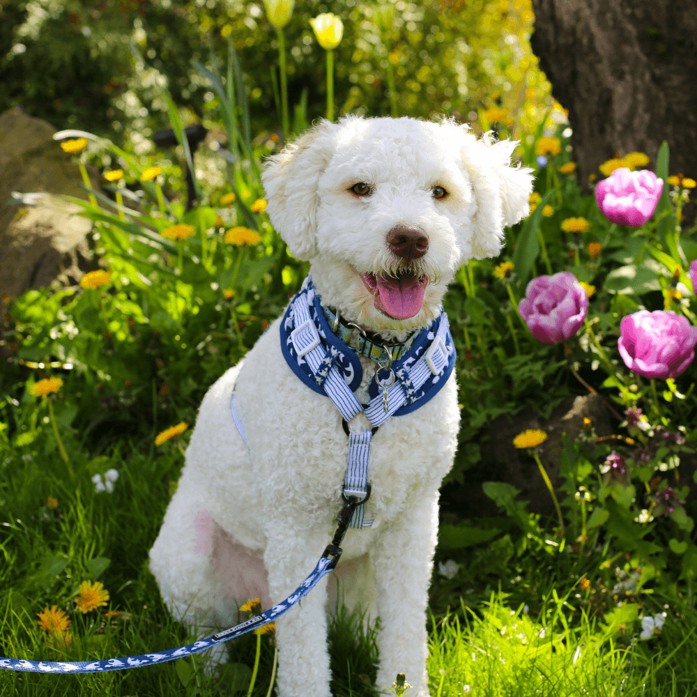 Preparing your pet for spring: health checks that matter – CliniPaw