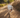 Summer dog care UK: Heat safety, grooming & travel tips