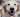 Dog oral health: Tips to prevent bad breath, tartar & gum disease