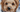 Dog with snow on face - How cold is too cold to walk your dog? blog
