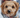 Dog with snow on face - How cold is too cold to walk your dog? blog