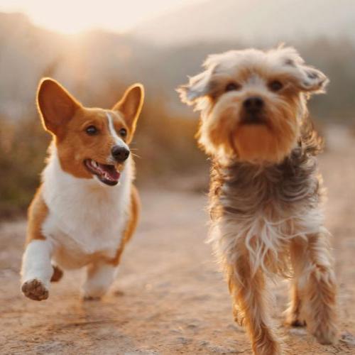 healthy dogs running together